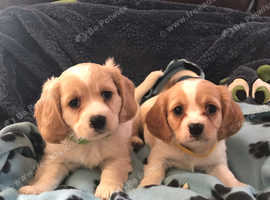 Cavachon x cavalier King Charles puppies
