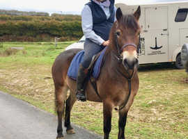 Registered Exmoor Pony for sale 12hh