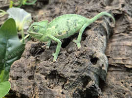 Female Yemen Chameleons at Birmingham Reptiles