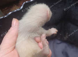 Ferrets kits