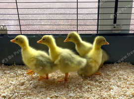 Embden Goslings for sale