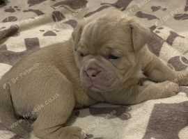 Adorable, chunky Old Tyme Bulldog Puppies for sale