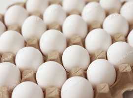 Fertile old English game eggs for sale in Tilbury