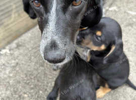 Spaniel X bedlington terrier