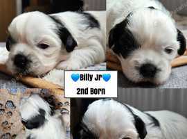 Meet Bella & Billy's Brood *Mum-Karashishi Shih Tzu *Dad-Imperial Shih Tzu