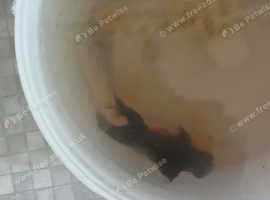 Large Blackmoor and large Fantailed Goldfish