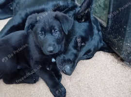 Black German Shepherd Puppies - 7 Boys, 2 Girls
