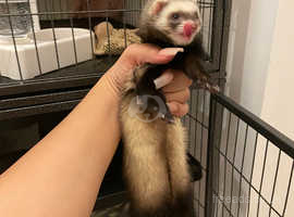 Micro Ferret jill for sale, with cage