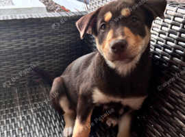 Korean jindo x sprollie  puppies 3 females left from 7