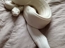 Moonglow boa