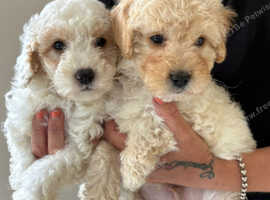 F1b cockerpoo puppies ready now