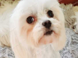 Kc registered maltese adult