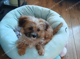 Wilson boy 16 weeks