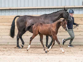 ONE NOT TO MISS! SPSS EVALUATED GOLD PREMIUM, VERY FLASHY YEARLING, BEEN TO RWAS AND NATIONALS