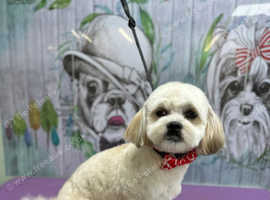 Shihchon 10 months old