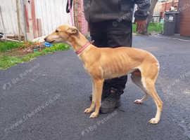 Saluki greyhound lurcher