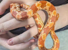 Young corn snake for sale