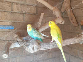 PAIR OF BUDGIES