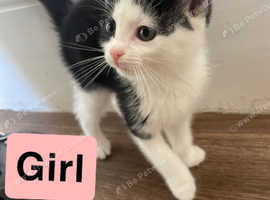 Gorgeous 8 weeks old kittens