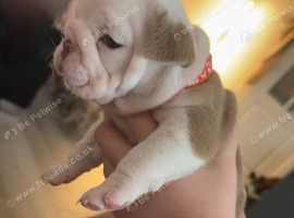 English bulldog puppies