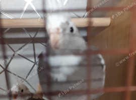 2 cockatiels for sale 6 months old £60 each