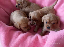 4 pups 3 girls 1 boy