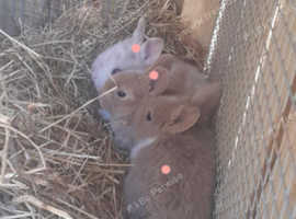 Rex and rex cross rabbits