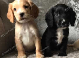 Beautiful cocker spaniel puppies