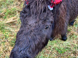 Minature Shetland Pony Yearling