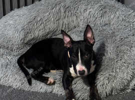 English bull terrier cross