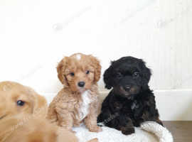 Stunning fully health assessed puppies available for loving homes