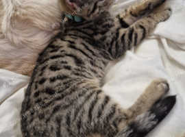 2 cats for sale