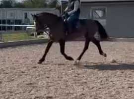 FORWARD MARE ( read advert )