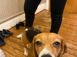 Beagle for rehoming
