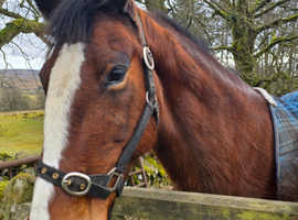 Lovely mare ride/drive/sulky