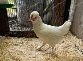 Chickens for sale, off heat chicks