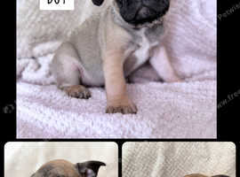 8 week old frugs