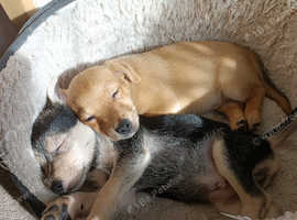 2 male Parsons Russell puppies for sale