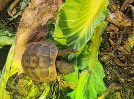 Hermanns tortoises