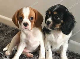 Find Pugalier Dogs Pug Cross Cavalier King Charles Spaniel For