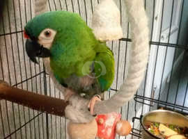 Young macaw parrot hand tame talking