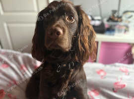 20 month old sprocker