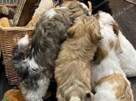 KC registered Havanese puppies