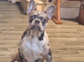 Meet Rocco - Looking for a Loving Forever Home!