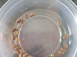 Greenbean Stick insects eggs