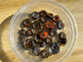 Ramshorn , tadpole , trumpet snails for sale