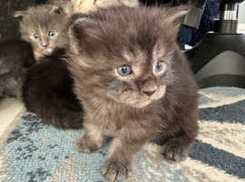 Maine Coon Solid Blue and Black smoke kittens