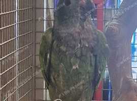 Stunning Baby Blue Headed Pionus