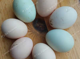 7 Fertile Mixed Breed Chicken Hatching Eggs Colourful Layers