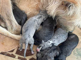 Lurcher pups for sale best sale near me